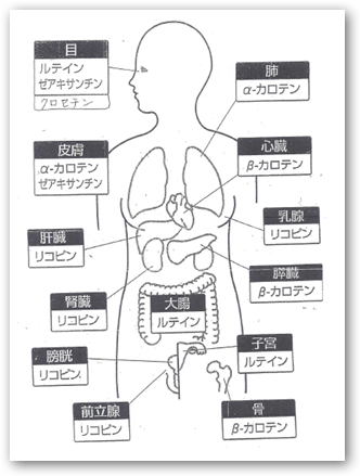 Distribution of Carotenoid in body