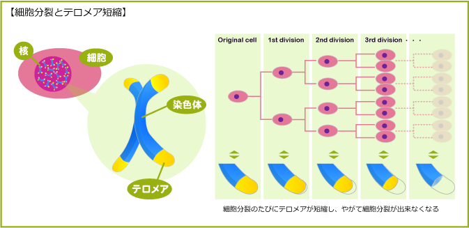 telomerase