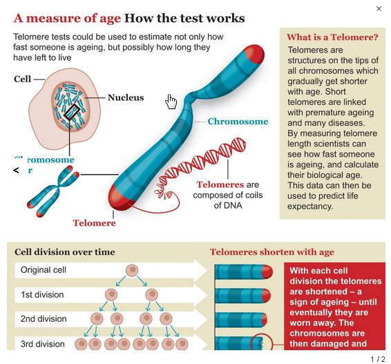 telomere-3